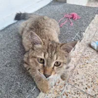 واگذاری یک عدد گربه