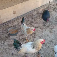 خروس نژاد دار
