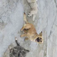 سگ آروم