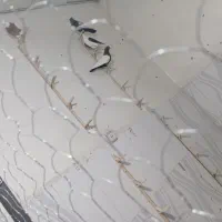 کفتر رنگی|پرنده|چناران, |دیوار