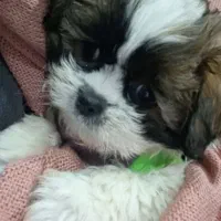 سگ پودل مالتز