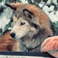 هاسکی طلایی