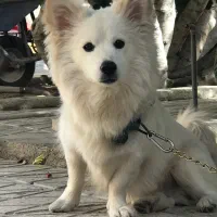 سگ میکس اشپیتز ژاپنی|سگ|لنجان, |دیوار