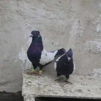 خواهشا عکس خوب نگاه کن پسند شد زنگ بزن .|پرنده|اقبالیه, |دیوار