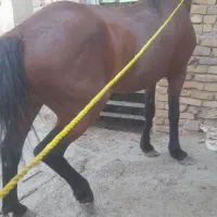 اسب نریان درشت و هیکلی سواری شده ۴سالشه