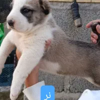 توله آلابای نر ماده|سگ|تهران, تهرانپارس شرقی|دیوار