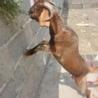 بزغاله نر داشتی