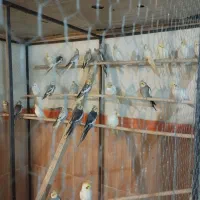 عروس هلندی|پرنده|ارومیه, |دیوار