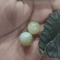 مهره سلیمانی