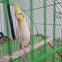 عروس هلندی لوتینو نر|پرنده|عباسآباد, |دیوار