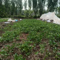 نشا|گل و گیاه طبیعی|میانه, |دیوار