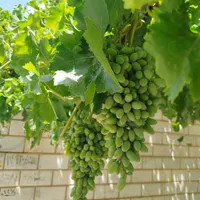 غوره فخری درجه یک|خوردنی و آشامیدنی|شاهرود, |دیوار