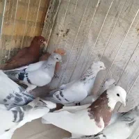 طوقی سرخ و سبز و زرد دم سفید|پرنده|بیرجند, |دیوار