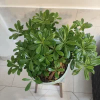 خاص باش خاص بخر