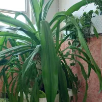 گل آپارتمانی|گل و گیاه طبیعی|یزد, |دیوار