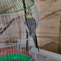 عروس هلندی نر