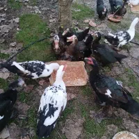 اردک اسراییلی