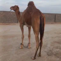 شترنرفروشی|حیوانات مزرعه|بندرعباس, |دیوار