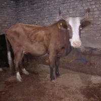 گاو|حیوانات مزرعه|گرگان, |دیوار