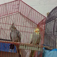 فروش عروس هلندی|پرنده|بندر دیر, |دیوار