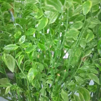 گل.پدلانتوس