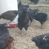 تیمچه مرغ بلک استار