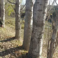 فروش صنوبر ۱۰تن به سفارش مشتری برش میزنیم