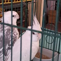 جفت عروس هلندی  نر ایزابلا ماده البینو