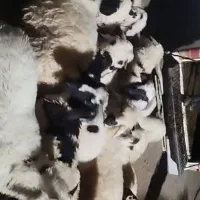 بره سبک ناز|حیوانات مزرعه|رفسنجان, |دیوار