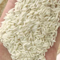 برنج هاشمی گیلان