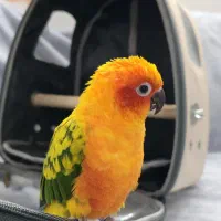 خورشیدی ماده دستی