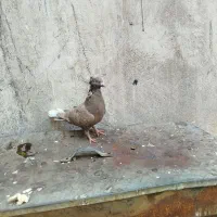 ماده قهوه‌ای