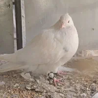 نر کاکلی|پرنده|شهر بابک, |دیوار