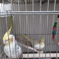 تعدادی عروس هلندی|پرنده|فردیس, سرحد آباد|دیوار