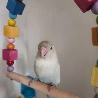 طوطی برزیلی