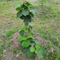 تعداد ۲۰۰عدد نهال کیوی هایوارت