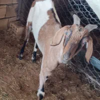 فروش میش چینی قندوزی وبز صلاله آهویی|حیوانات مزرعه|راور, |دیوار