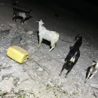 نری کوچک و بزرگ|حیوانات مزرعه|قشم, |دیوار