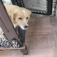 واگذری سگ شیتزو