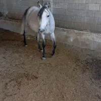 اسب با کره|اسب و تجهیزات اسبسواری|شیراز, شهرک سراج|دیوار