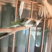 طوطی عروس آلبینو دوکت|پرنده|نظرآباد, رسالت|دیوار