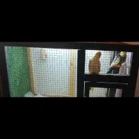 فروش یک جفت عروس هلندی امتحان داده باقفس