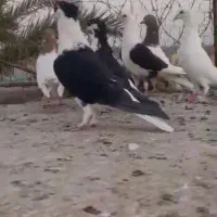 کبوتر جفتی 600