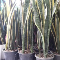 سانسوریا لب طلایی پرقلم و بسیار بزرگ|گل و گیاه طبیعی|قم, علی آباد سعدگان|دیوار