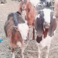 بز فروشی ۲۵میلیون