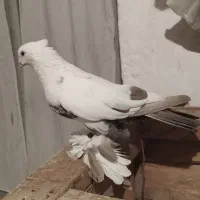 پرپا پرپایی