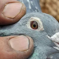 کبوترمسافتی جان آردن خالص
