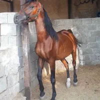 اسب نریان عرب