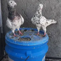 کفتر یا کبوتر