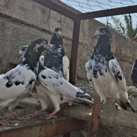 کبوتر پاکستانی|پرنده|میناب, |دیوار
